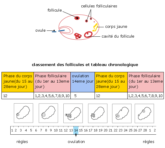 Guide pratique du col de l'utérus : Observer, autopalper et suivre les  changements lors du cycle menstruel – Moonly